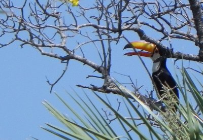 Toucan
